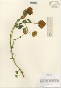 Trifolium reflexum var. glabrum image