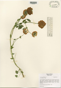 Trifolium reflexum image