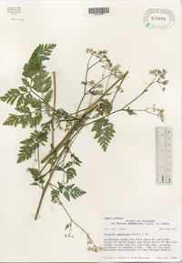 Torilis japonica image