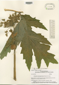 Heracleum mantegazzianum image