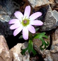 Anemone tuberosa image