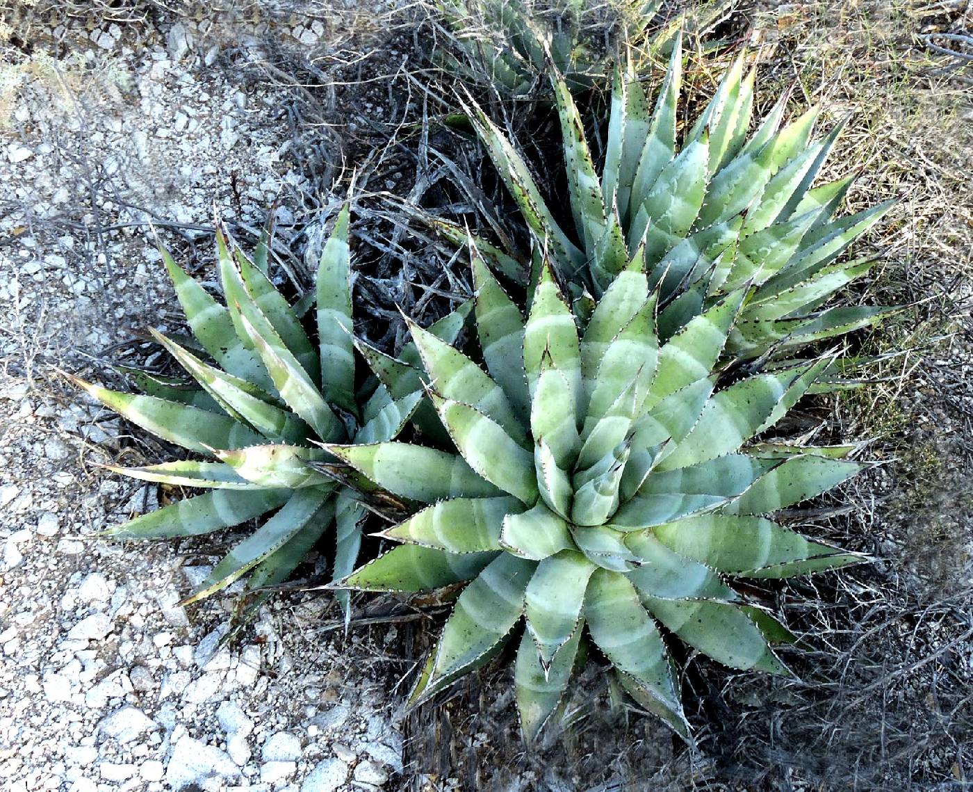 Agave subsimplex image