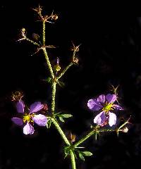 Fagonia pachyacantha image