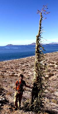 Fouquieria columnaris image