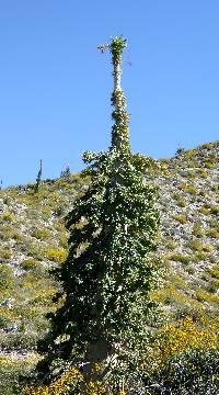 Fouquieria columnaris image