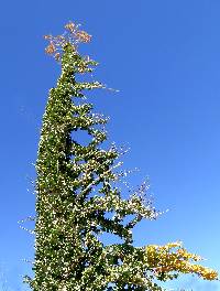 Fouquieria columnaris image