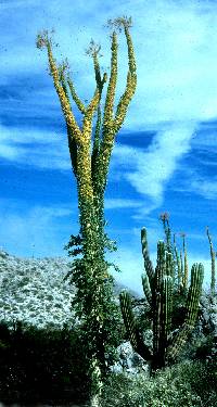 Fouquieria columnaris image