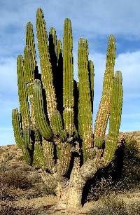 Pachycereus pringlei image