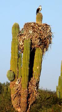 Pachycereus pringlei image