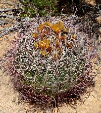 Ferocactus cylindraceus image