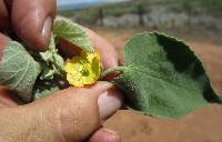 Abutilon abutiloides image