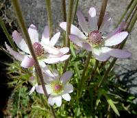 Anemone tuberosa image