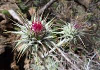 Cirsium neomexicanum image