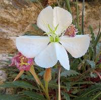 Oenothera cespitosa image