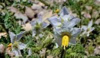 Solanum sisymbriifolium image