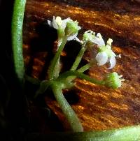 Lilaeopsis schaffneriana subsp. recurva image