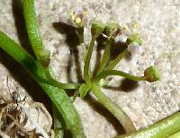 Lilaeopsis schaffneriana subsp. recurva image