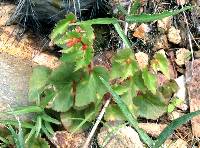 Begonia gracilis image