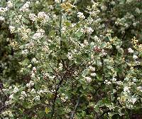 Ceanothus buxifolius image