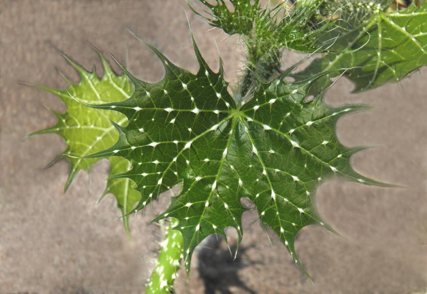 Cnidoscolus angustidens var. angustidens image