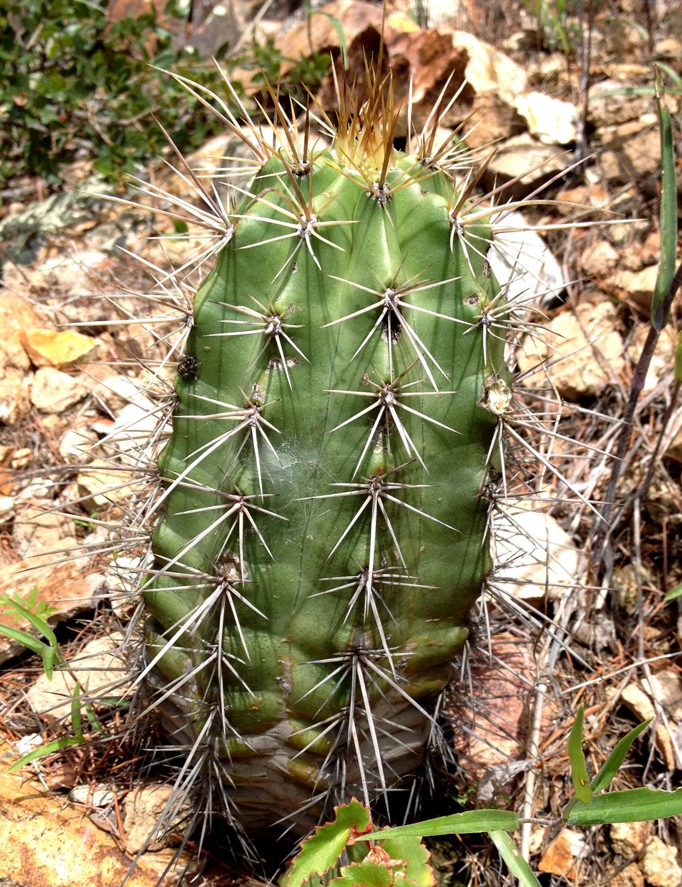 Echinocereus arizonicus subsp. matudae image