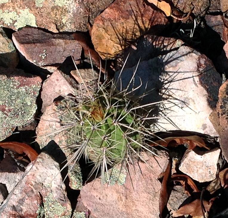 Echinocereus arizonicus subsp. matudae image