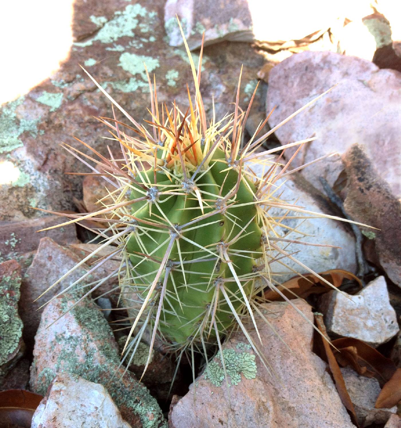 Echinocereus arizonicus subsp. matudae image