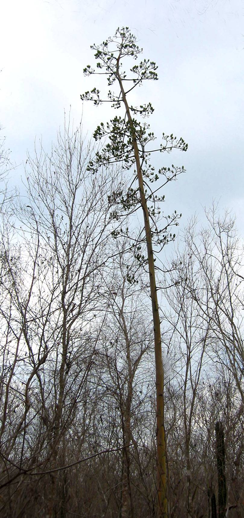 Agave rhodacantha image