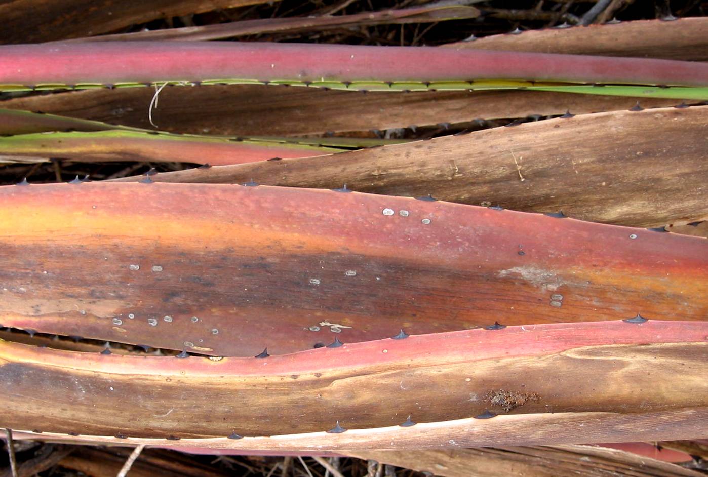 Agave rhodacantha image