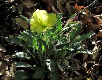 Oenothera primiveris image