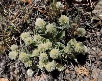 Gomphrena caespitosa image