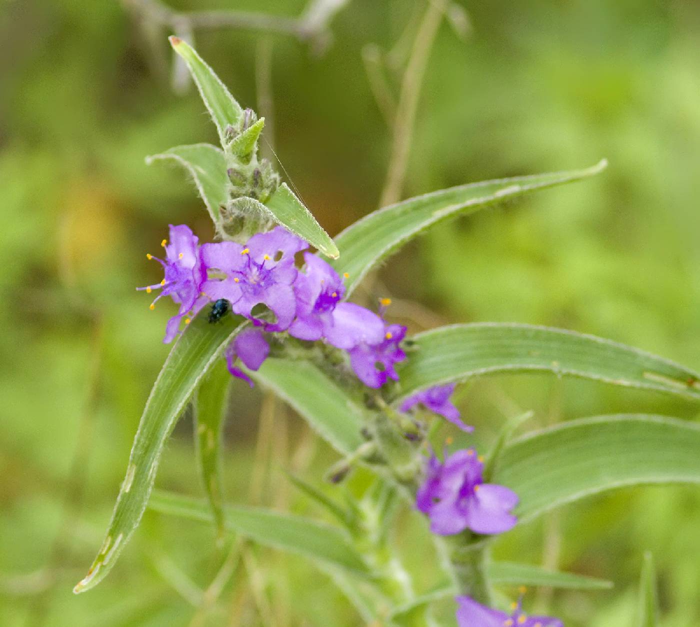 Tradescantia crassifolia image