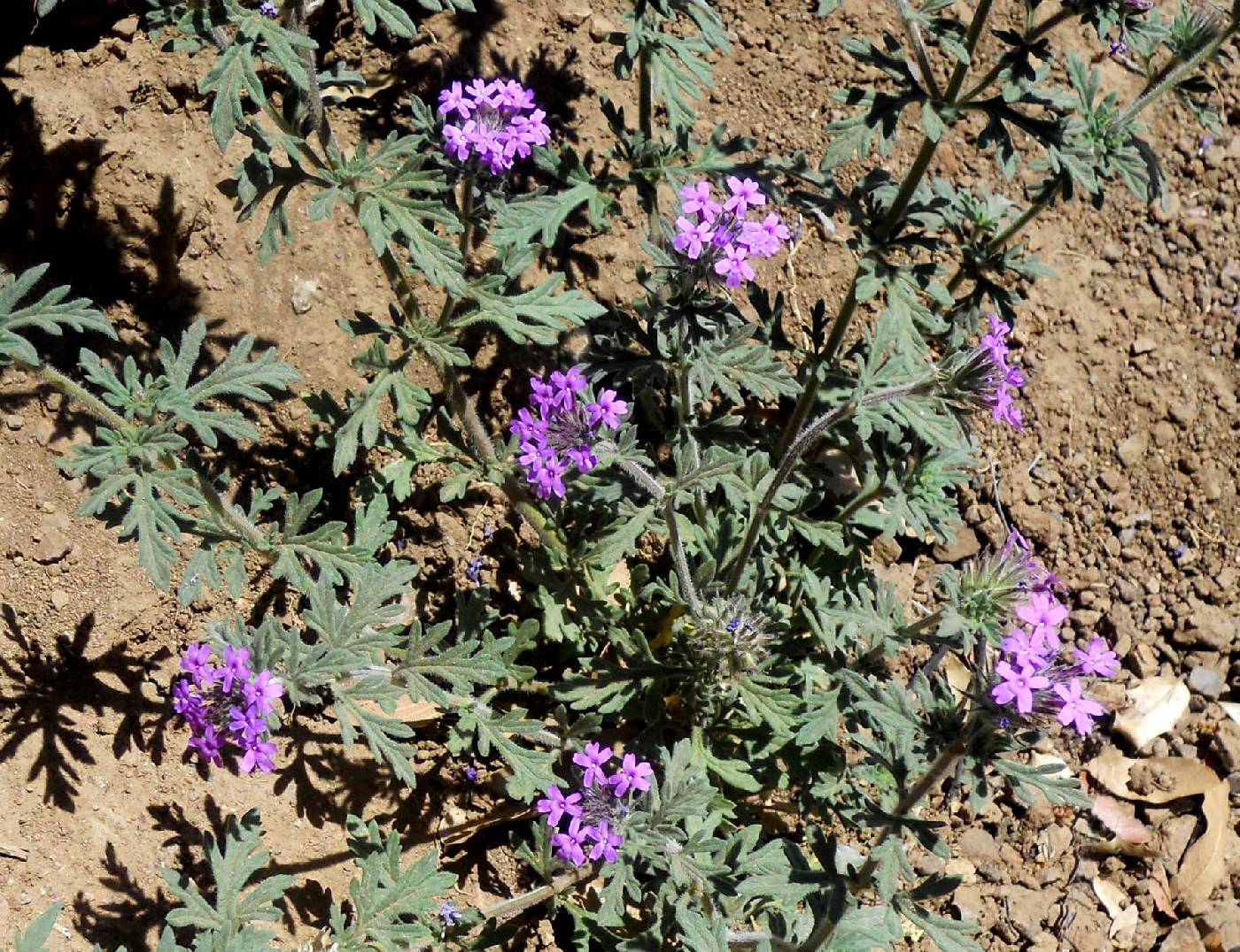 Glandularia latiloba image