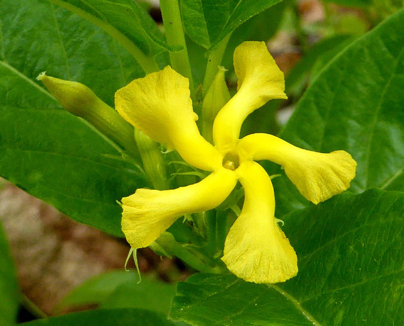 Mandevilla foliosa image