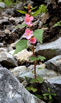 Begonia gracilis image