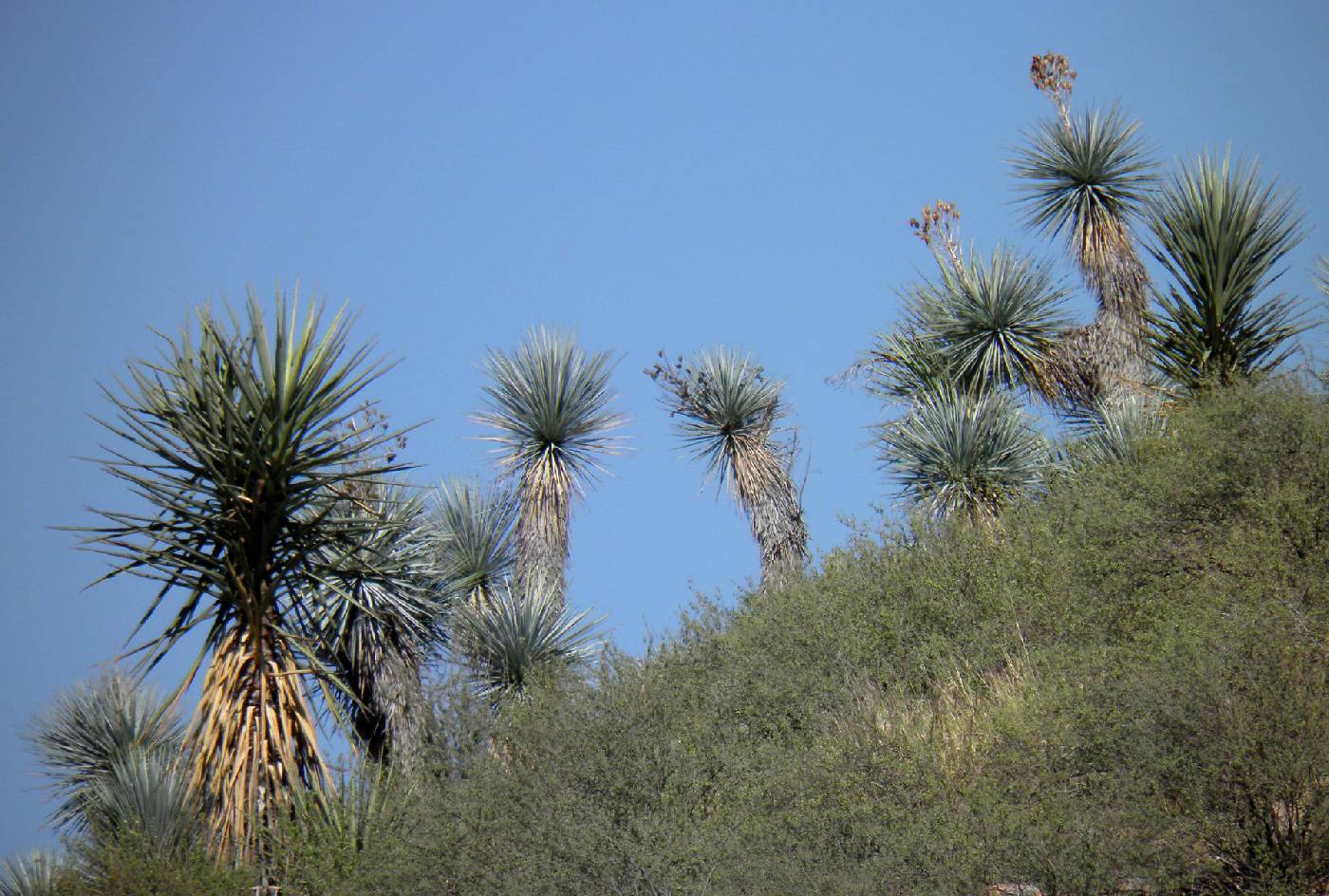 Yucca rigida image