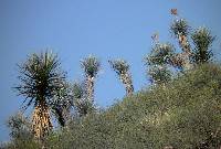 Image of Yucca rigida