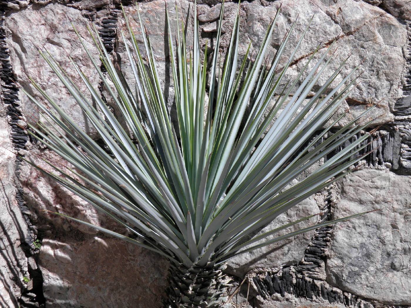 Yucca rigida image