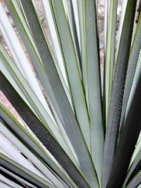 Yucca rigida image