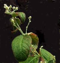 Iresine latifolia image