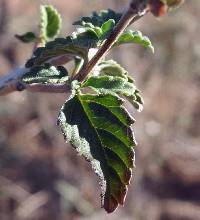 Lantana achyranthifolia image