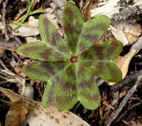 Oxalis decaphylla image