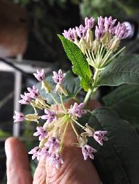 Asclepias jorgeana image