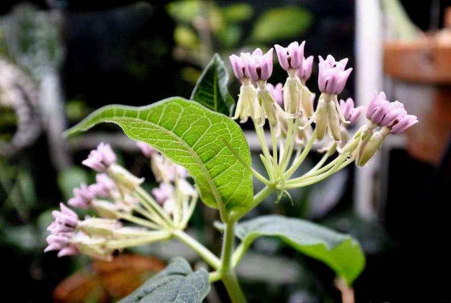 Asclepias jorgeana image