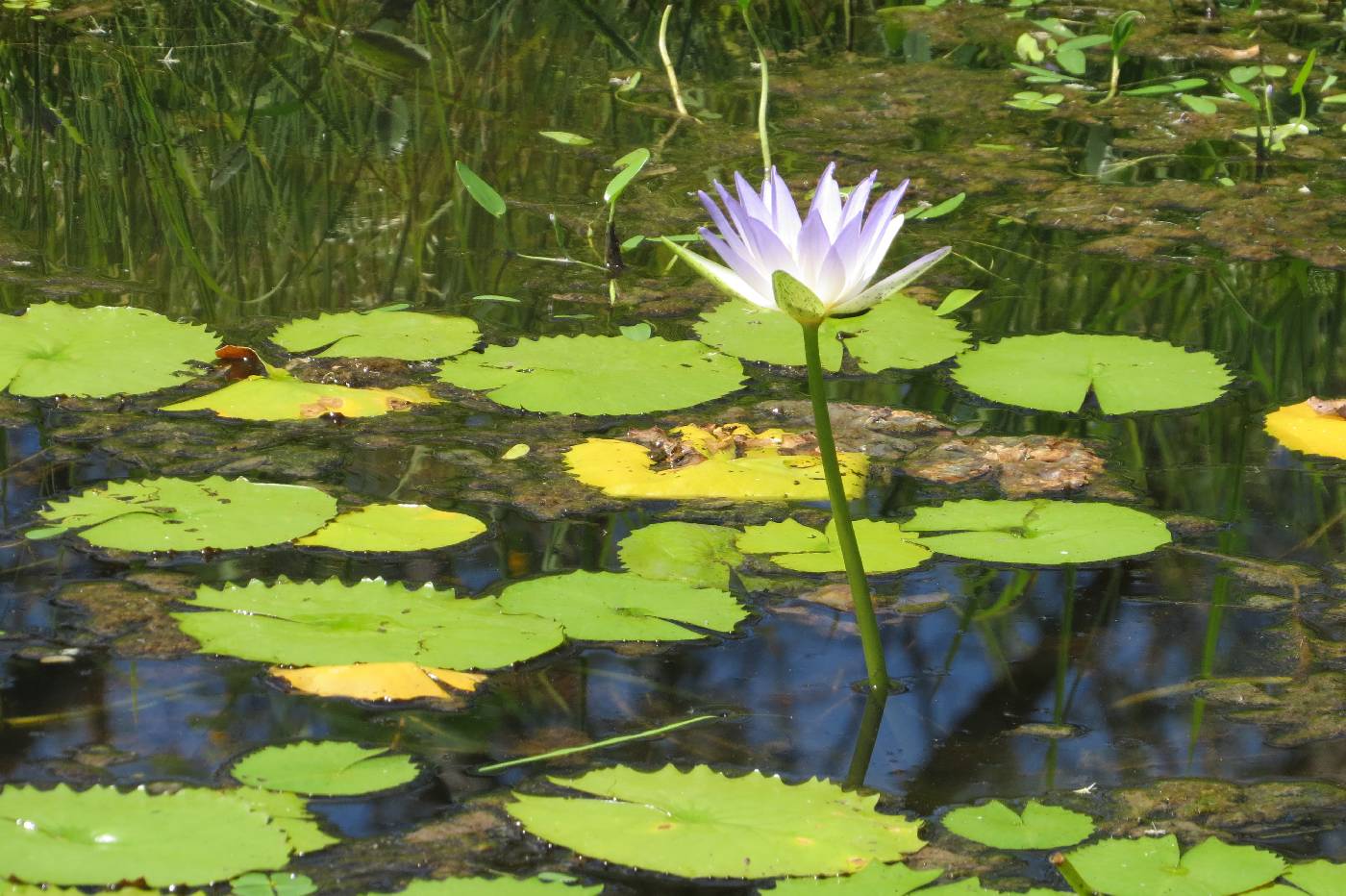 Nymphaea elegans image