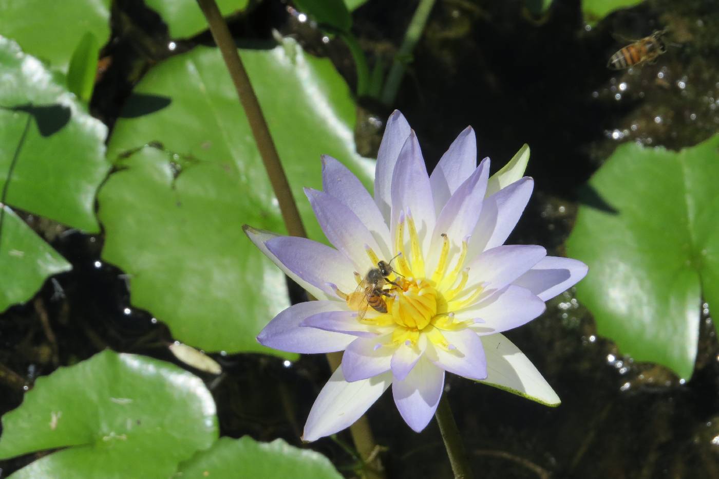 Nymphaea elegans image