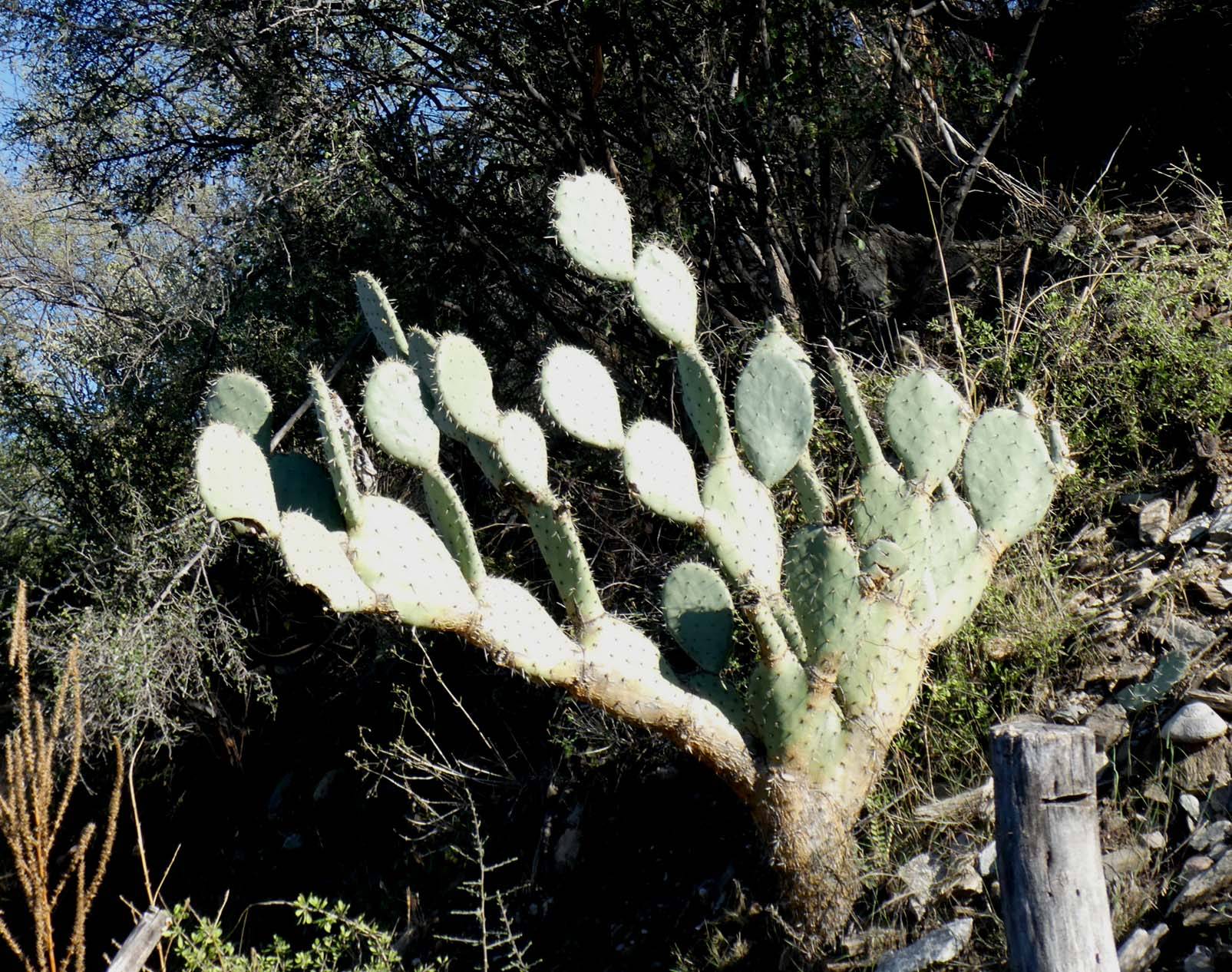 Opuntia wilcoxii image