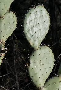 Opuntia wilcoxii image