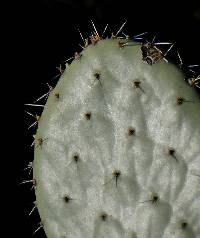 Opuntia wilcoxii image