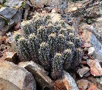 Echinocereus coccineus subsp. santaritensis image